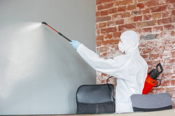 Best Attic Mold Removal  in Sandia Heights, NM
