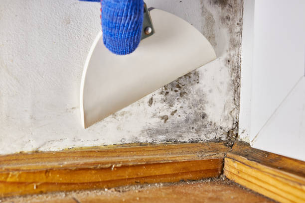 Best Air Quality Testing for Mold Spores  in Sandia Heights, NM