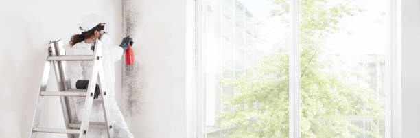 Professional Mold Removal in Sandia Heights, NM