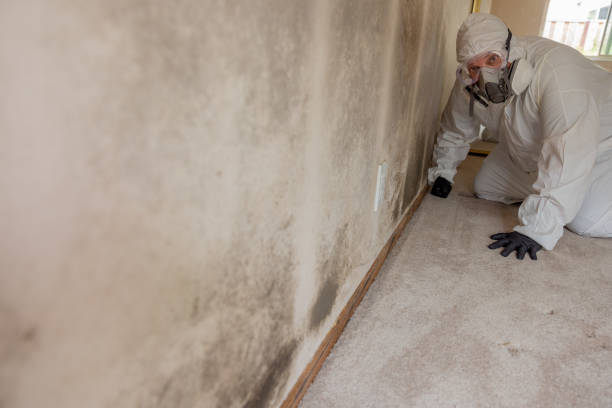 Best Mold Damage Restoration  in Sandia Heights, NM